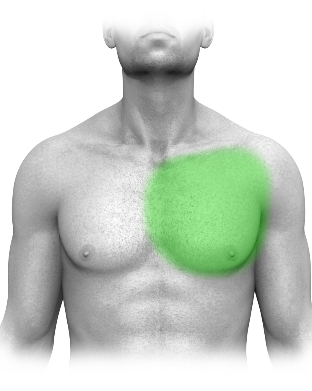 Partial Chest