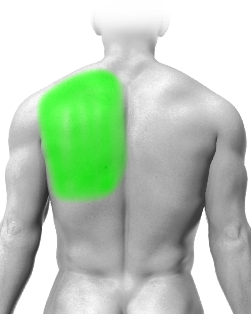 Partial Back or Shoulder