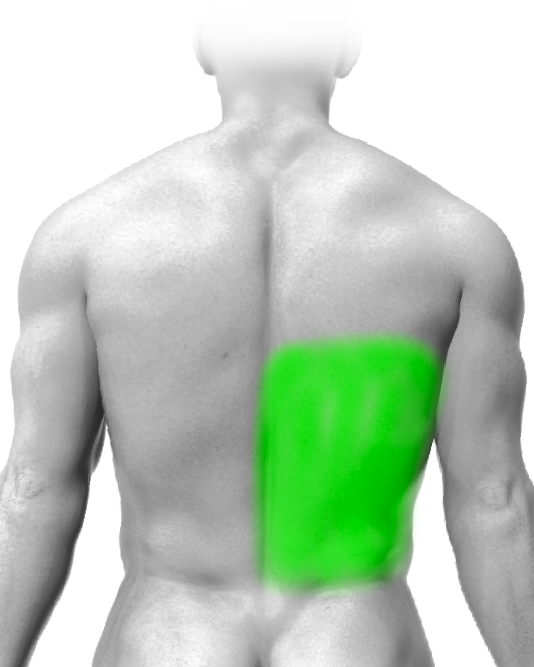 Partial Back or Shoulder