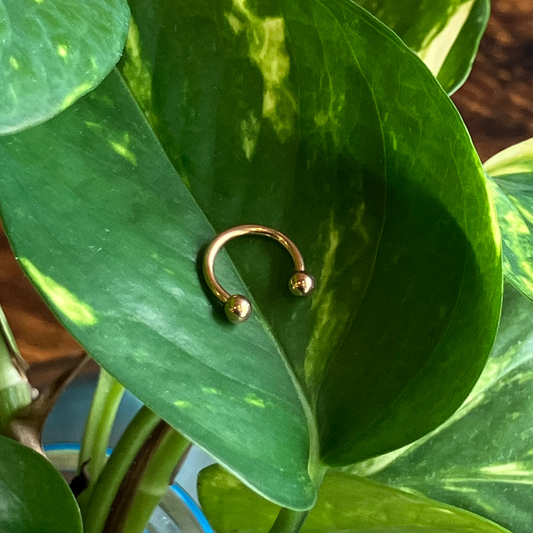 Gold Circular Barbell Septum & Daith Ring