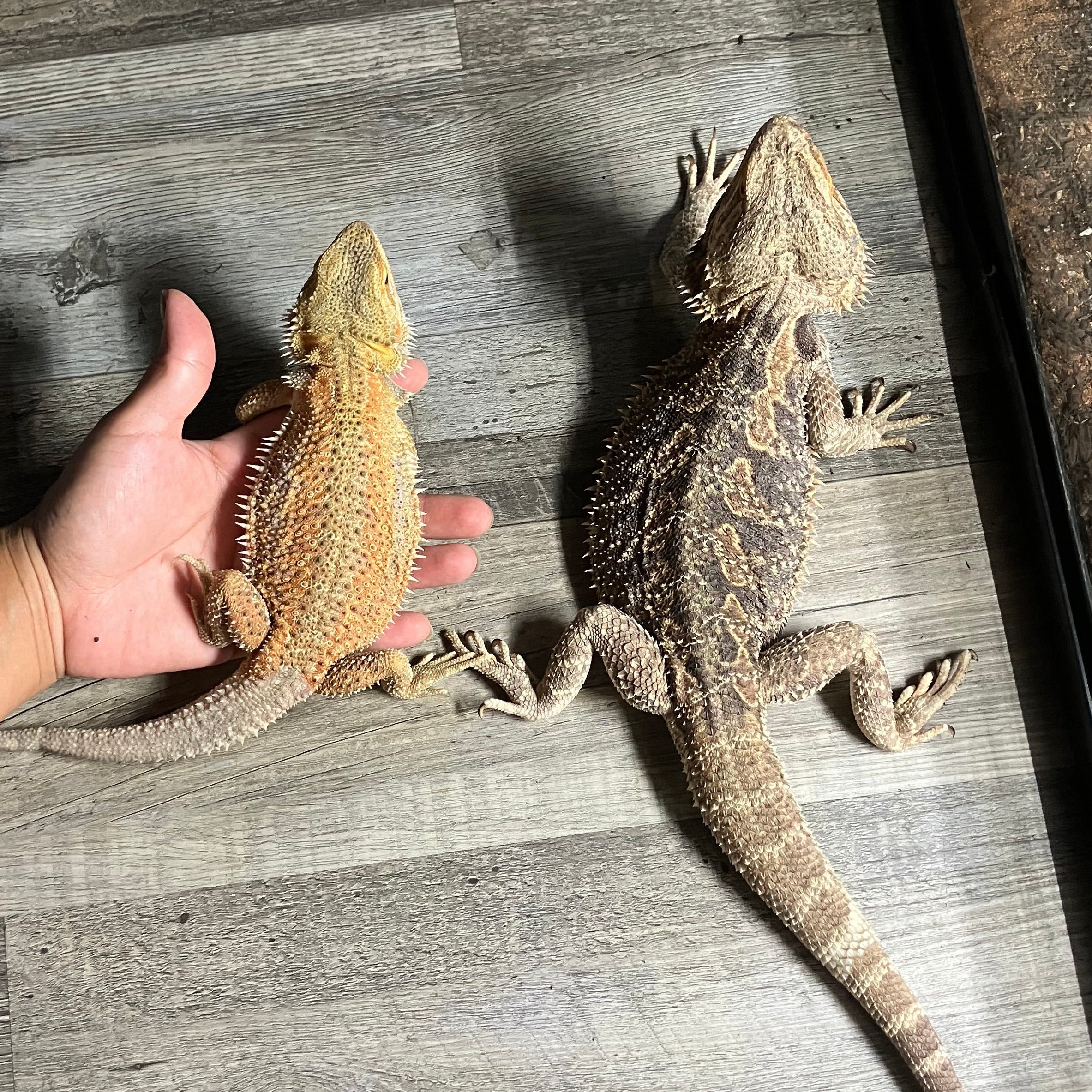 Two lizards on a wooden floor with a hand holding one of them.